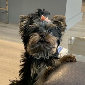 Meet your Posher, missy